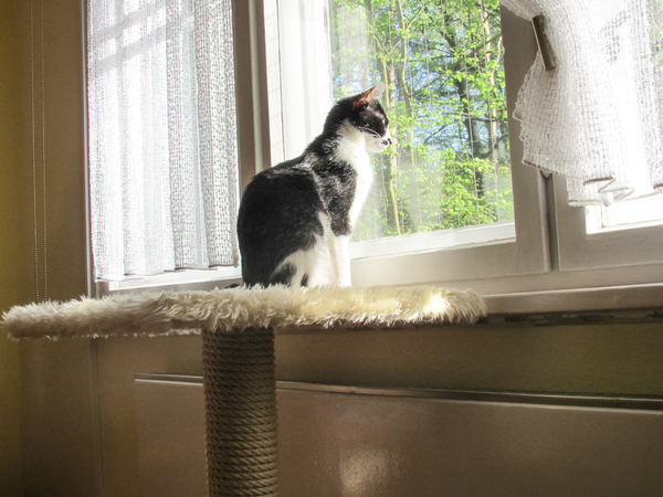 cat_for_blog cat_for_blog