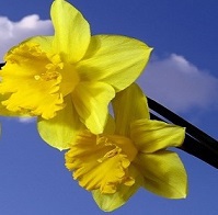 daffodils_1 daffodils_1